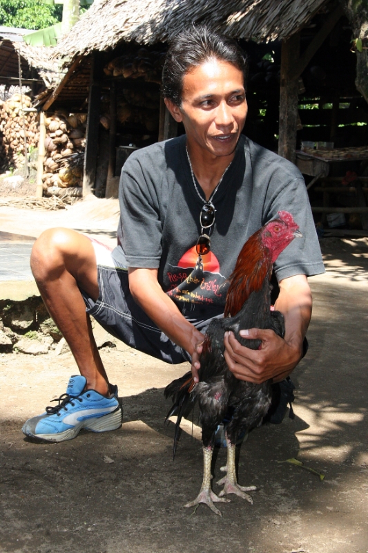 Fighting cock, Java Pangandaran Indonesia.jpg - Indonesia Java Pangandaran. Fighting cock